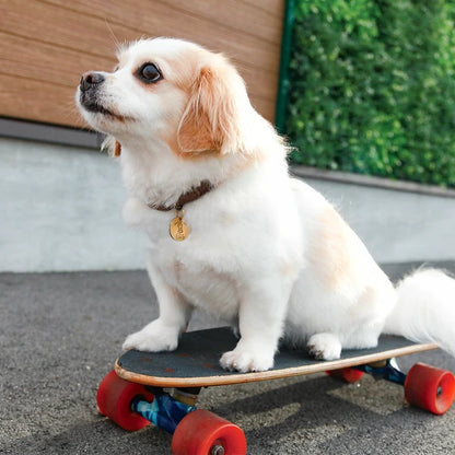 クライミングロープカラー / Climbing Rope Collar